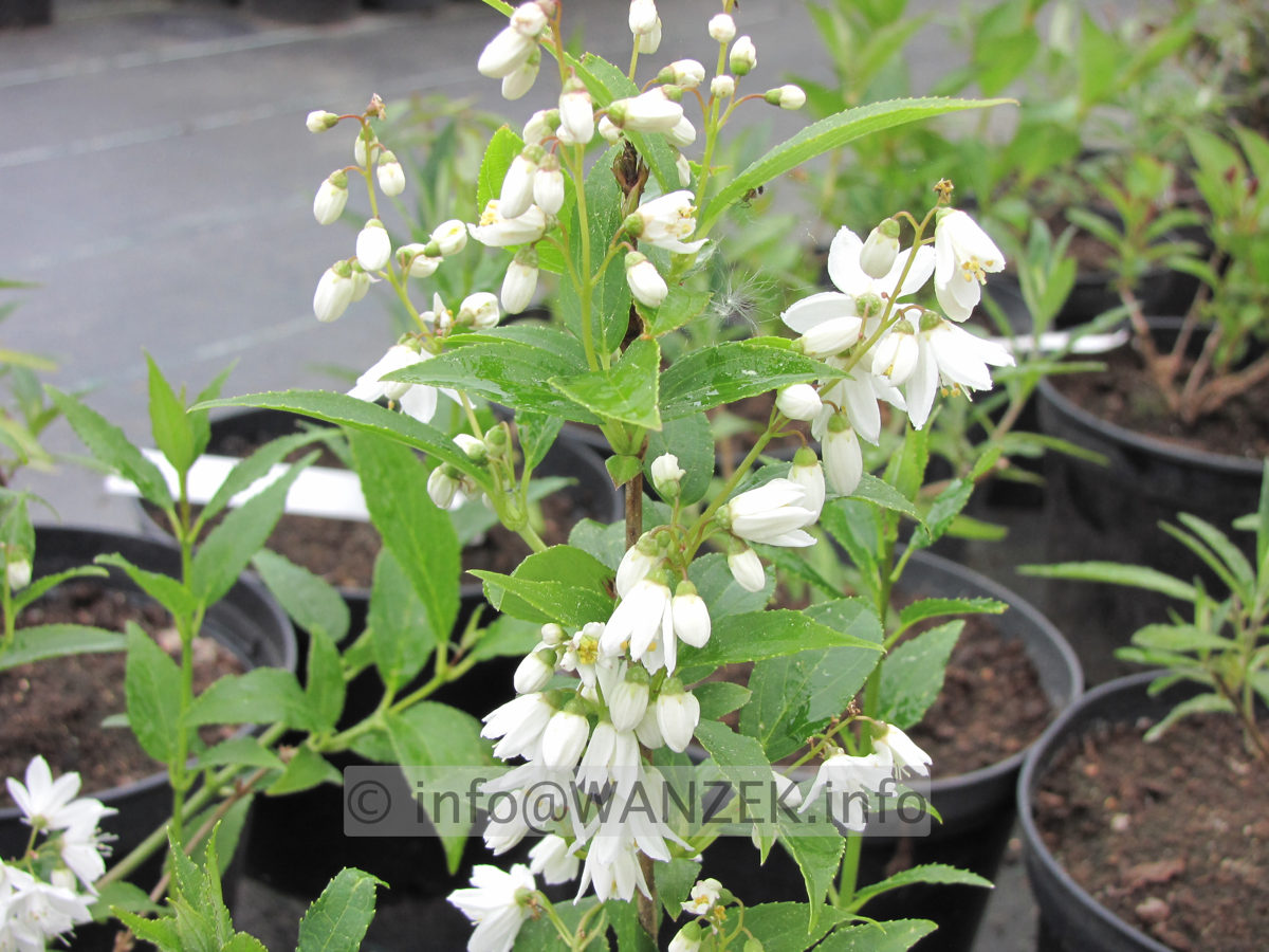 Deutzia gracilis - Jungpflanze blueht.JPG